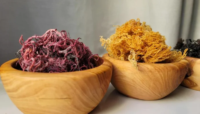 An Overview of Purple vs Gold Sea Moss
