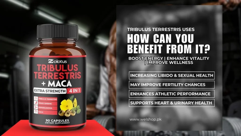 Tribulus Terrestris Uses – How Can You Benefit From It?
