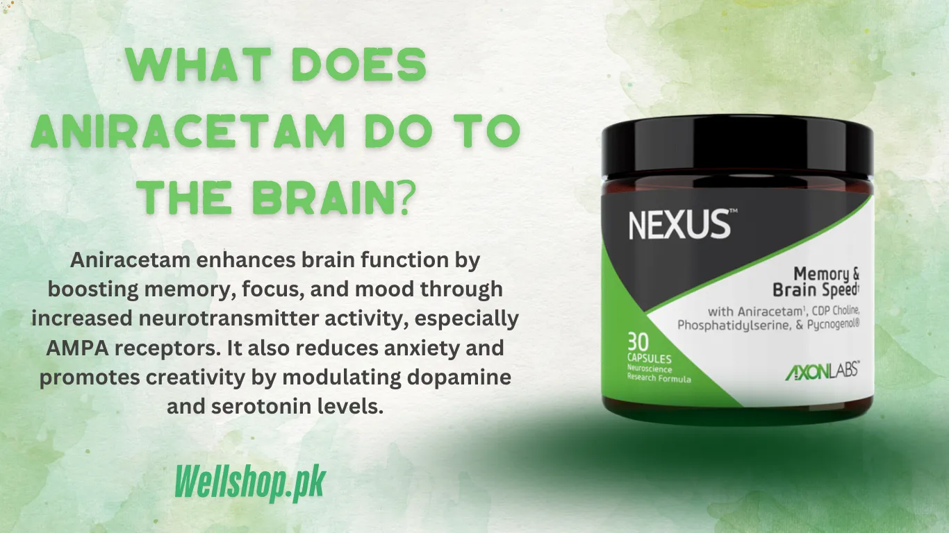 What Does Aniracetam Do To The Brain