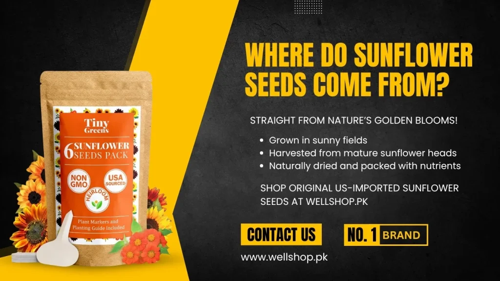 Where Do Sunflower Seeds Come From?