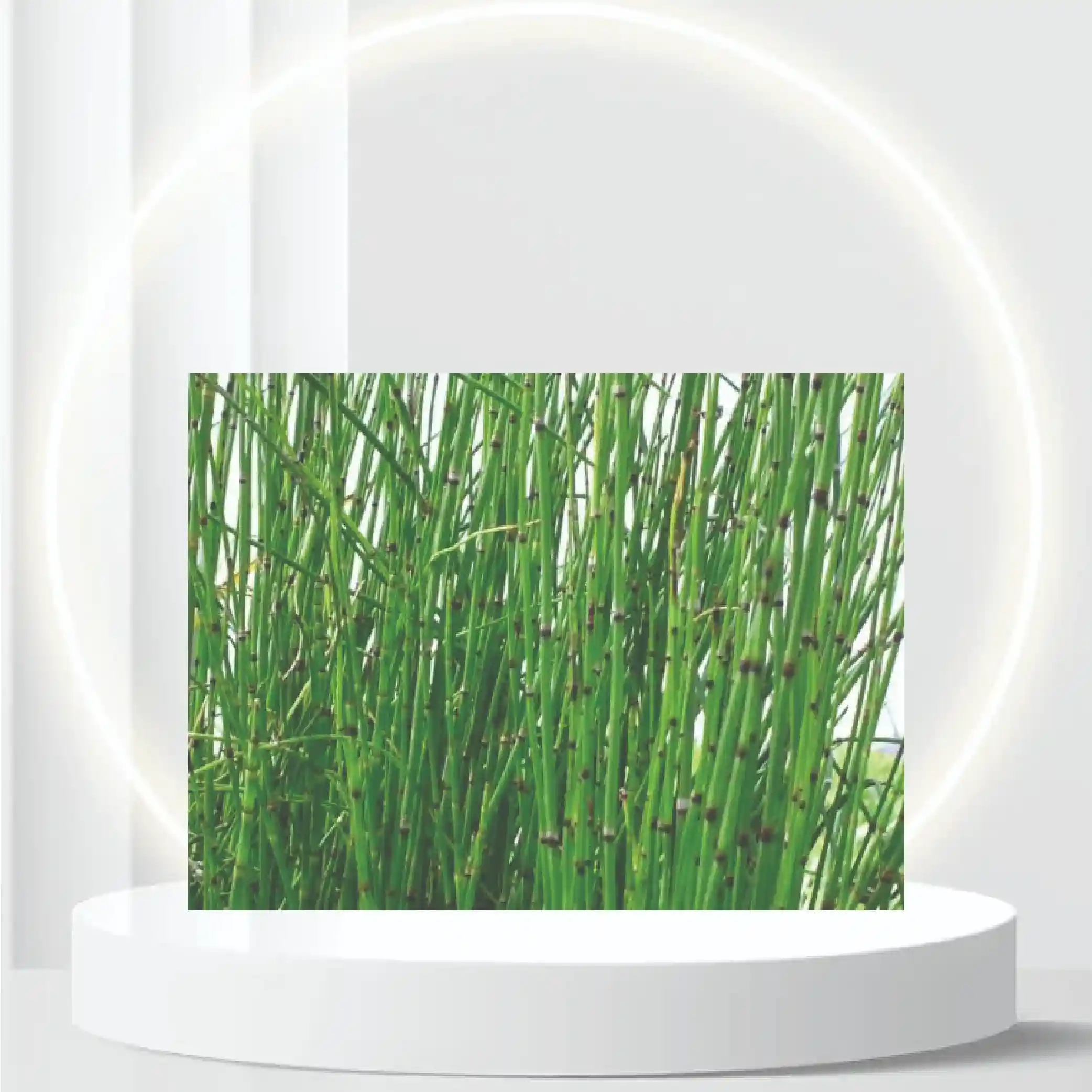 2 Horsetail Grass in 4 Inch Pots (2 Four Inch Pots with The Grass 3-6 Canes) in Each Pot)