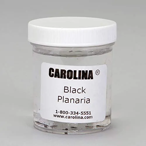 Black Planaria Culture