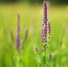 Clary Sage Essential Oil (France)  Verified by ECOCERT  Cosmos Approved