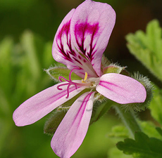 Geranium Essential Oil (Egyptian)  Verified by ECOCERT  Cosmos Approved