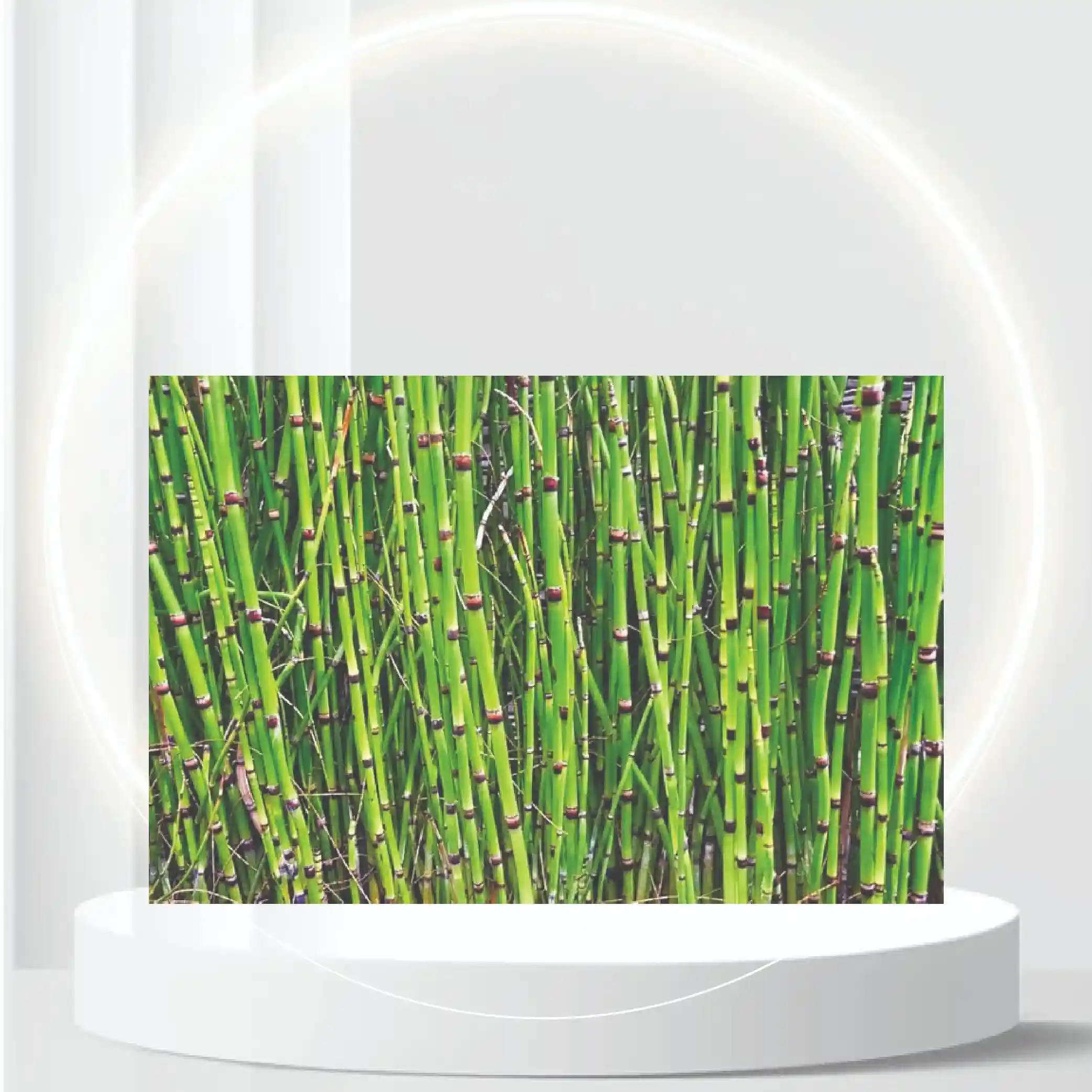 Horsetail Plant Cuttings to Grow - Equisetum - Great Aquatic Feature, Koi Pond Aquascape (10 Cuttings)
