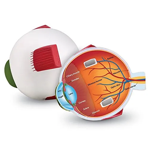 Learning Resources Cross-Section Human Eye Model, Biology, Scientific Vocabulary, Classroom Accessories, Measures 5â³ in diameter. Grades 2+, Ages 7+