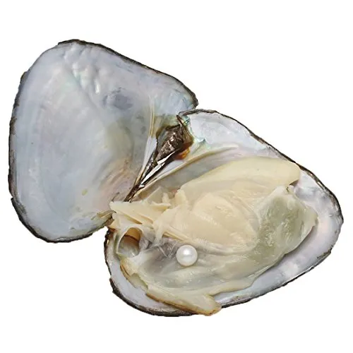 unbrand Freshwater Oysters Pearl, 30PCS Freshwater Cultured Pearl Oyster with Pearl Inside Oysters Pink Purple White Beads Round Pearls DIY Jewelry Making (White)