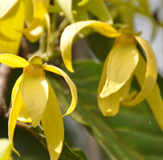 Ylang Ylang Essential Oil (#3)